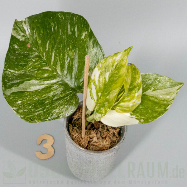 Epipremnum aureum colorado constellation