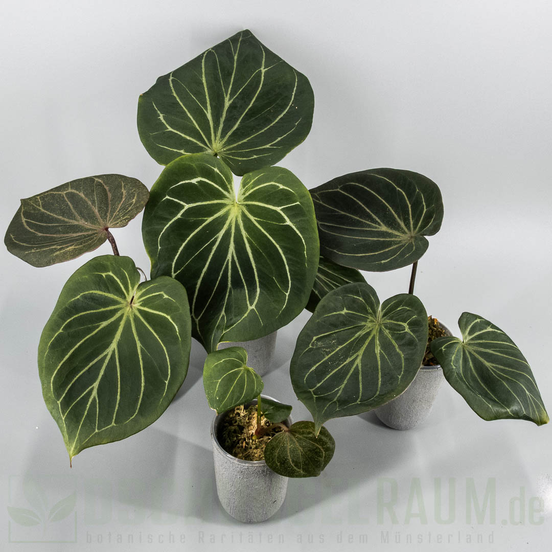 Anthurium king of spades