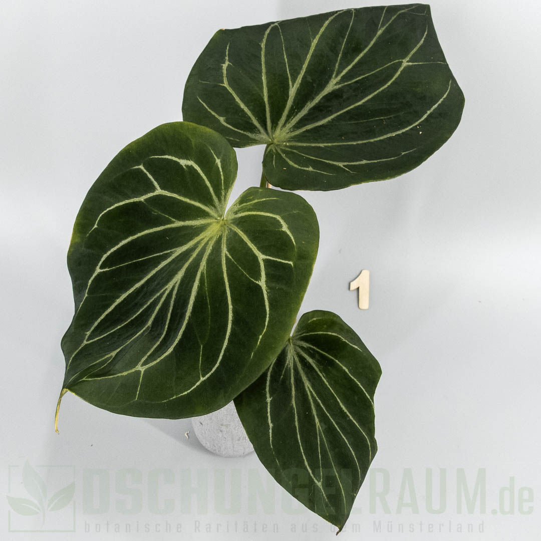 Anthurium king of spades