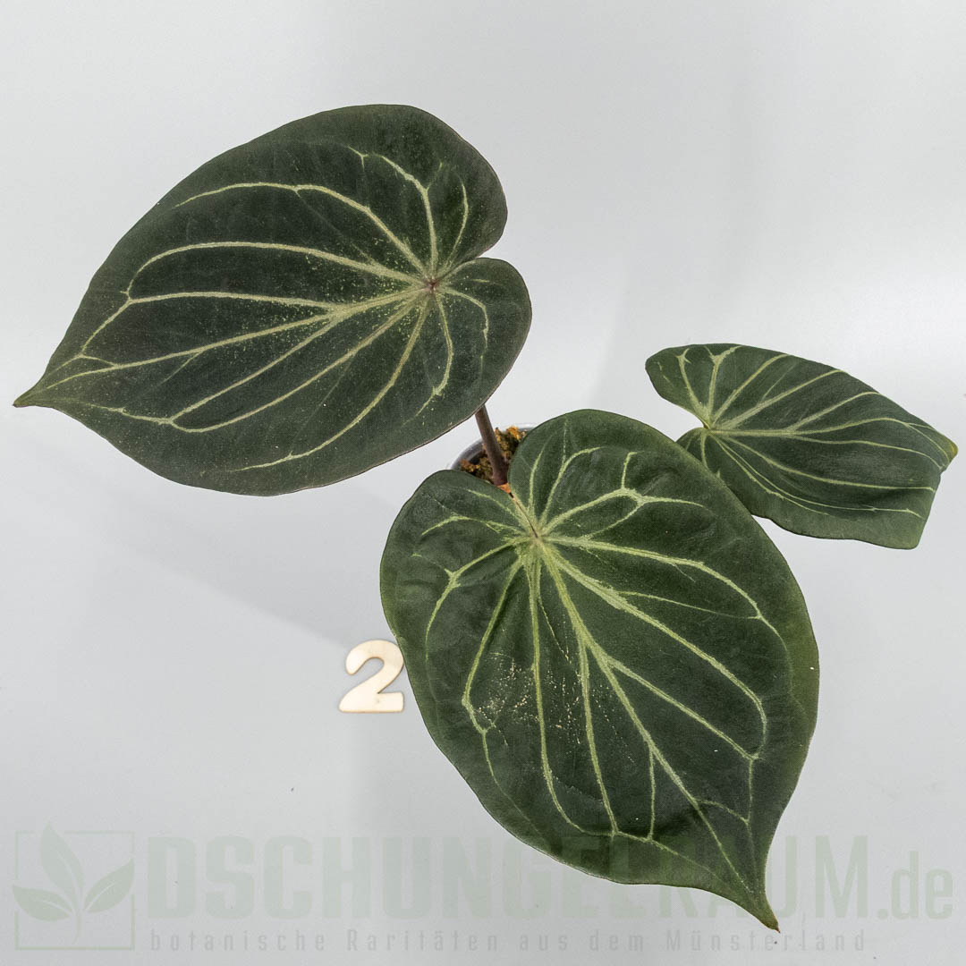 Anthurium king of spades