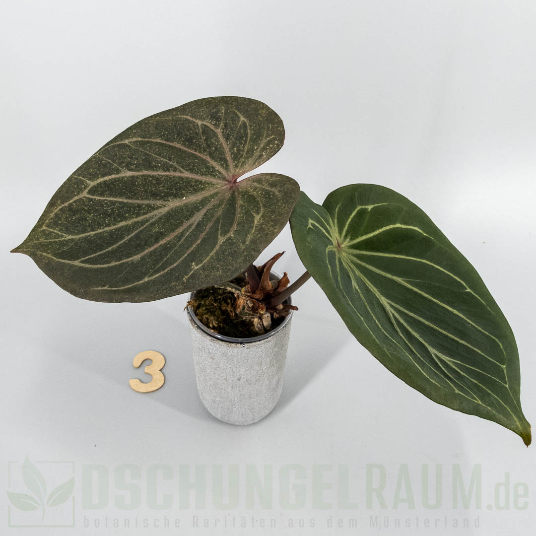 Anthurium king of spades