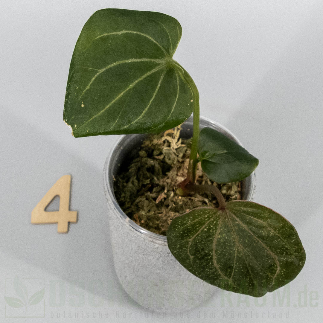 Anthurium king of spades