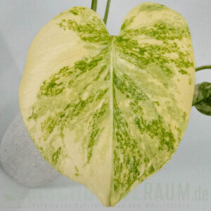 Monstera legacy