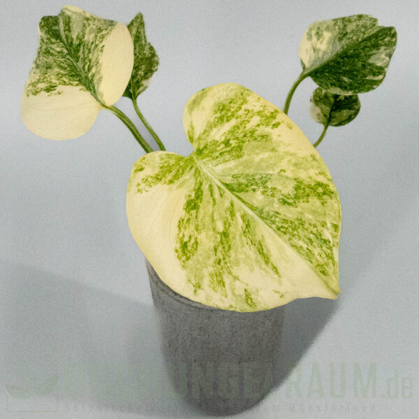Monstera legacy