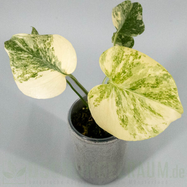 Monstera legacy