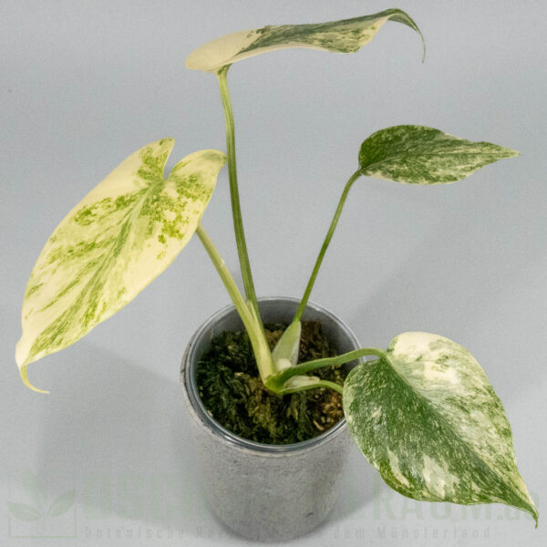 Monstera legacy