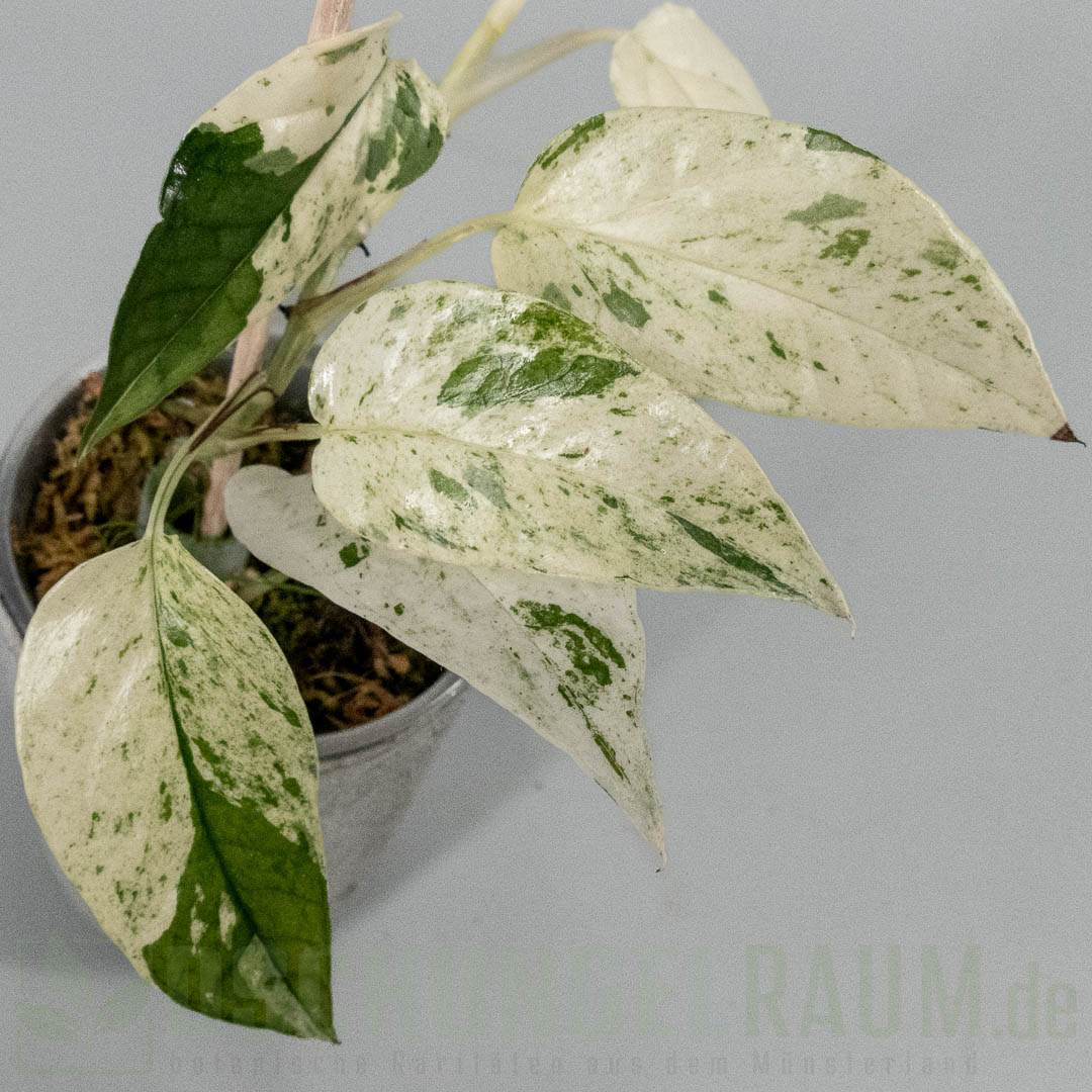 Epipremnum cebu blue marble variegata