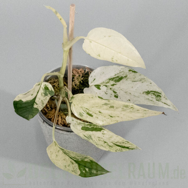 Epipremnum cebu blue marble variegata