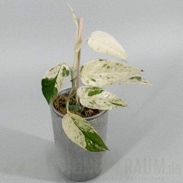 Epipremnum cebu blue marble variegata