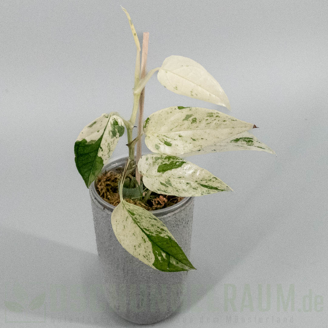 Epipremnum cebu blue marble variegata