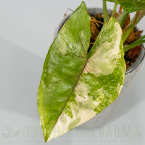 Syngonium aaron brown