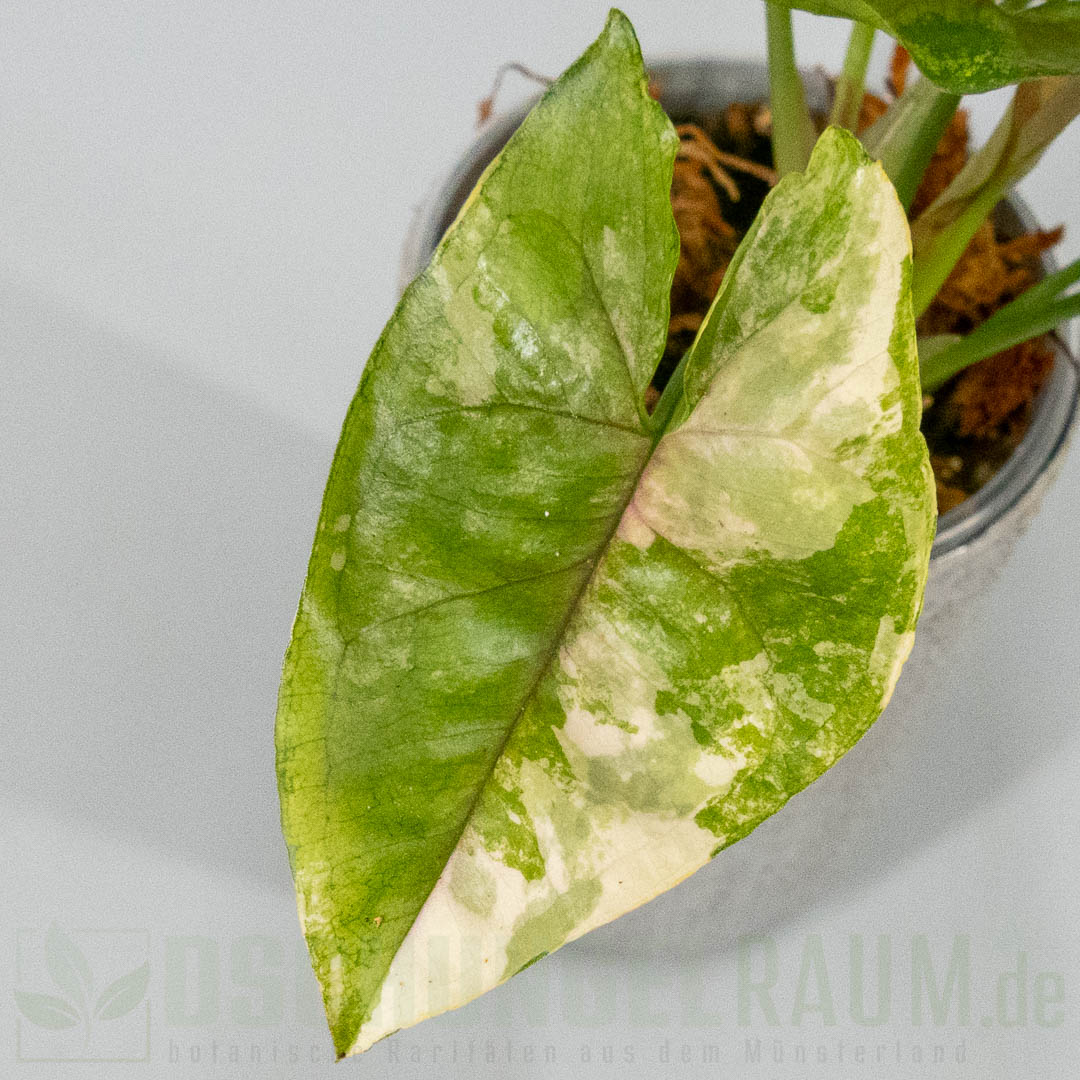Syngonium aaron brown