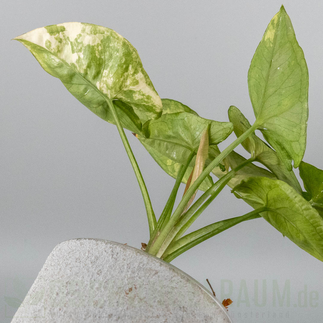 Syngonium aaron brown