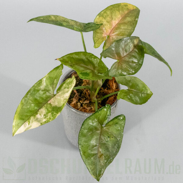Syngonium aaron brown