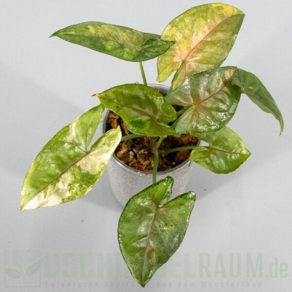Syngonium aaron brown