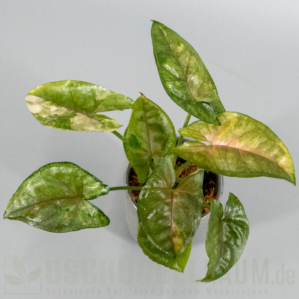 Syngonium aaron brown