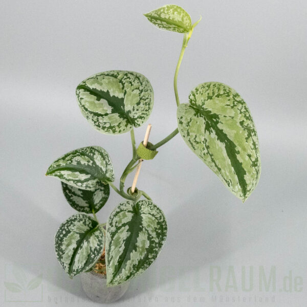 Scindapsus tricolor sumatra silver