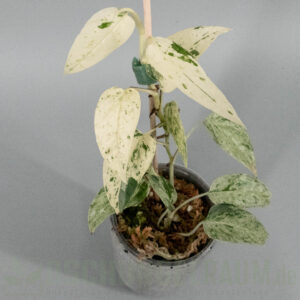 Epipremnum hanoman sp bali variegata