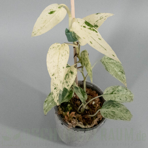 Epipremnum hanoman sp bali variegata