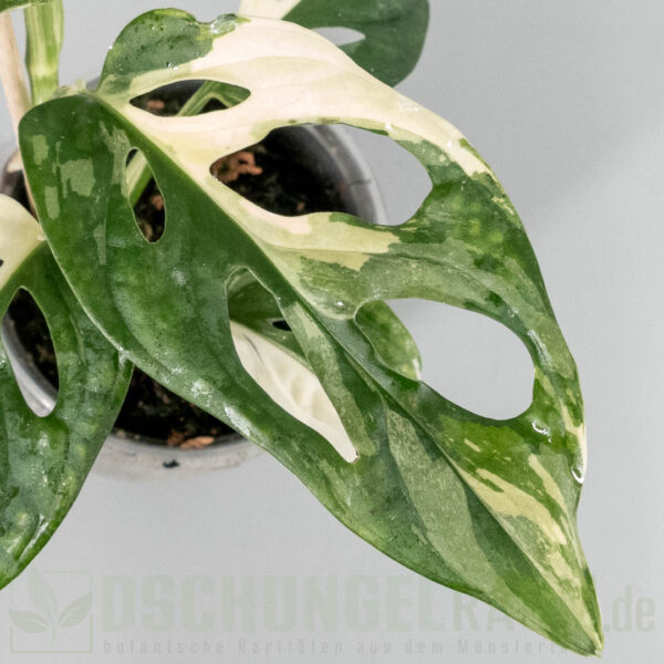 Monstera adansonii archipelago tricolor