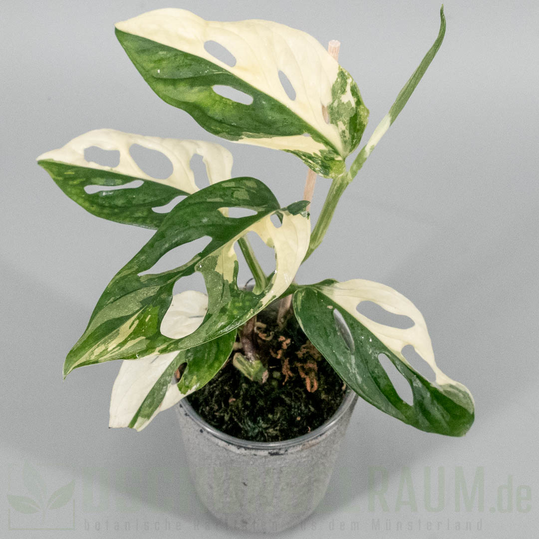 Monstera adansonii archipelago tricolor
