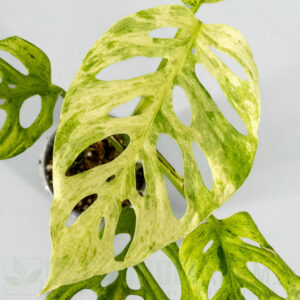 Monstera acuminata Frozen
