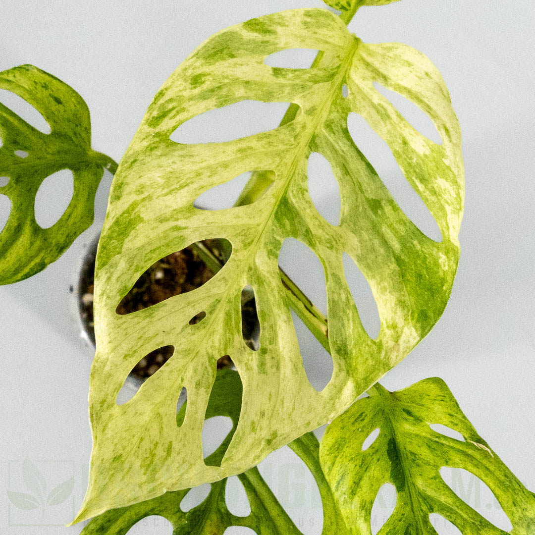 Monstera acuminata Frozen