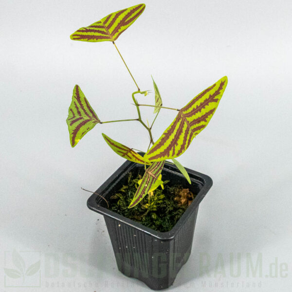 Christia obcordata