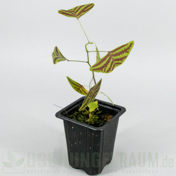Christia obcordata