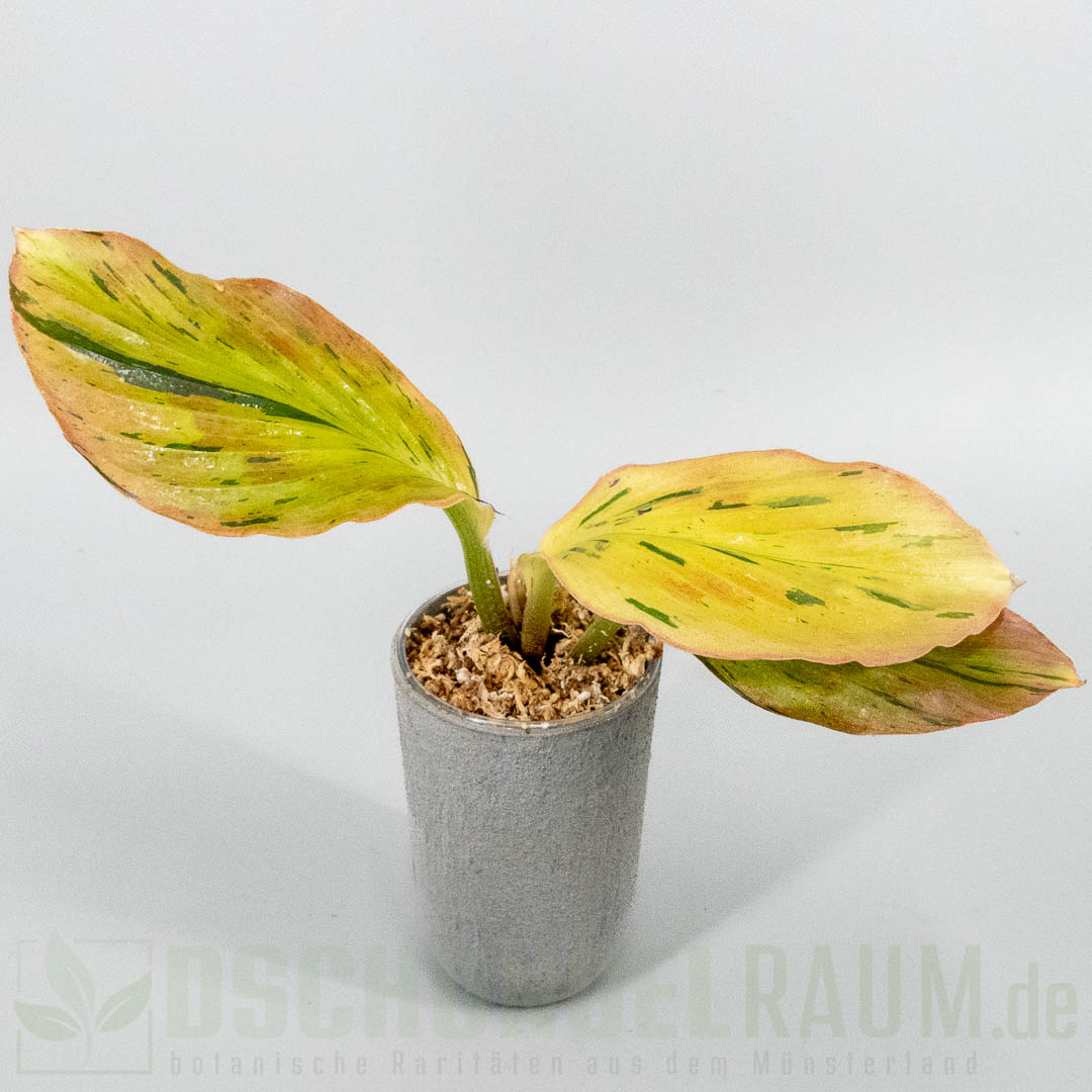 Kaempferia pulchra aurea pink variegata