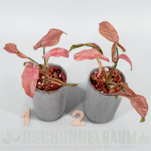 Syngonium T1510