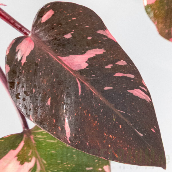 Philodendron pink princess burgundy