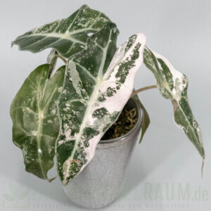 Alocasia polly snowflake
