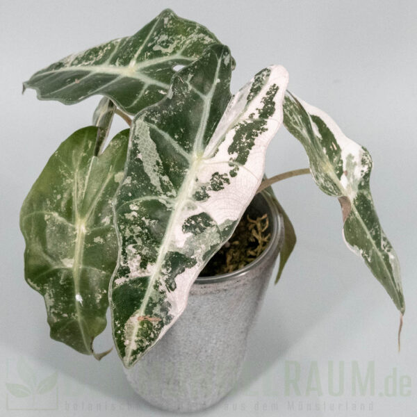 Alocasia polly snowflake