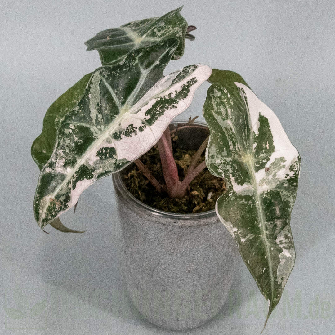 Alocasia polly snowflake