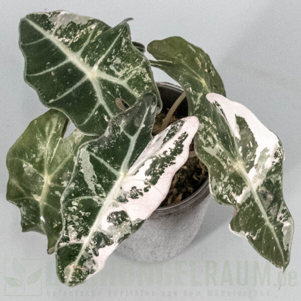 Alocasia polly snowflake