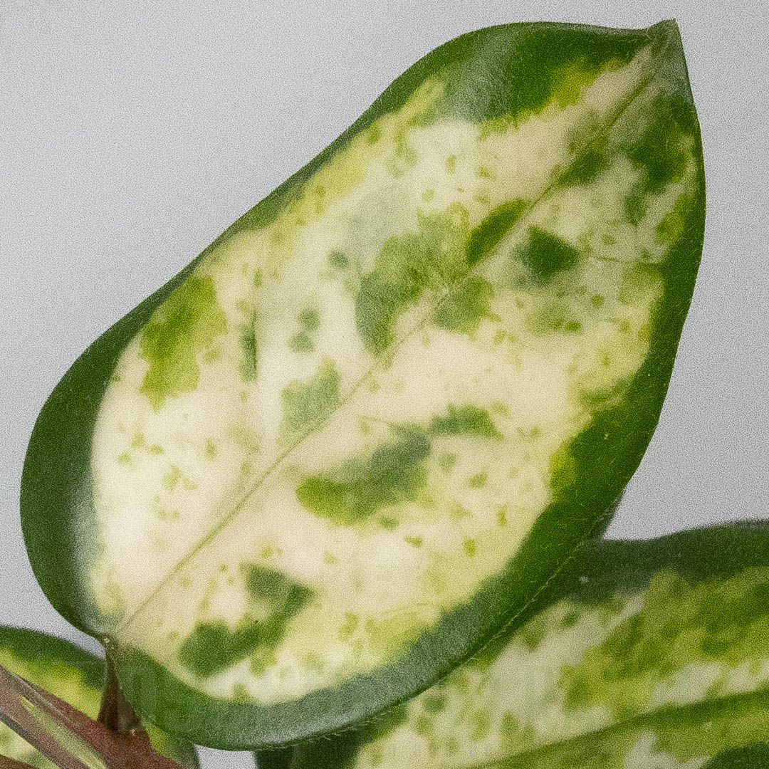 Hoya carnosa Madara Green Edge