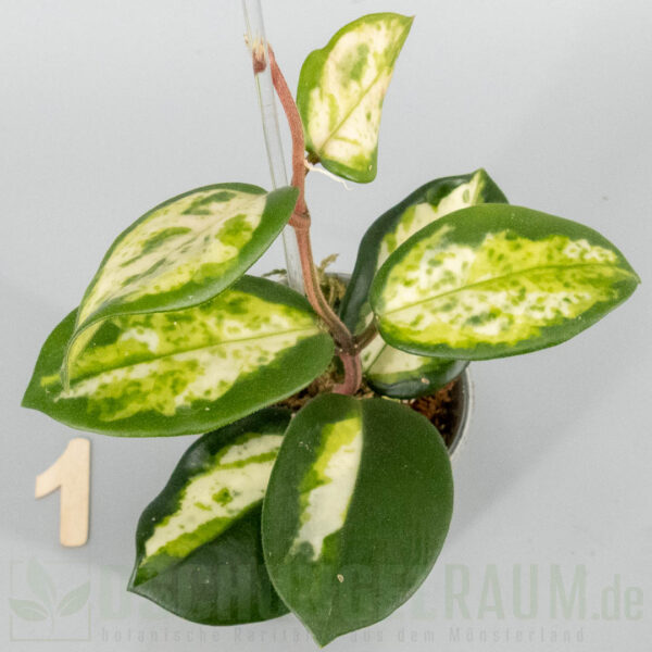 Hoya carnosa Madara Green Edge