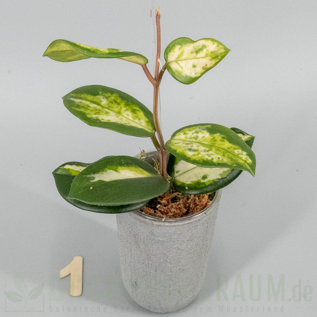Hoya carnosa Madara Green Edge