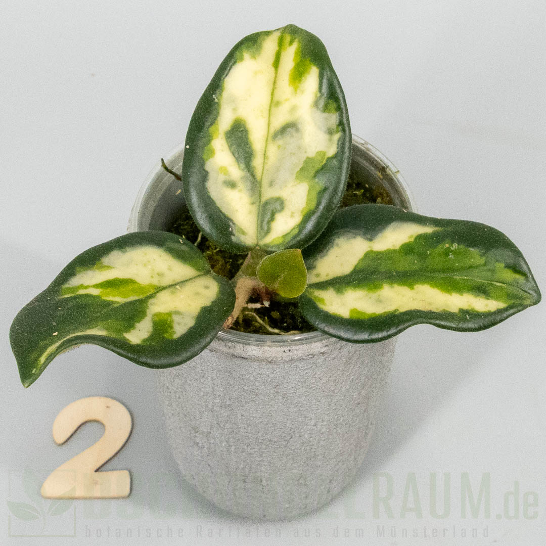 Hoya carnosa Madara Green Edge