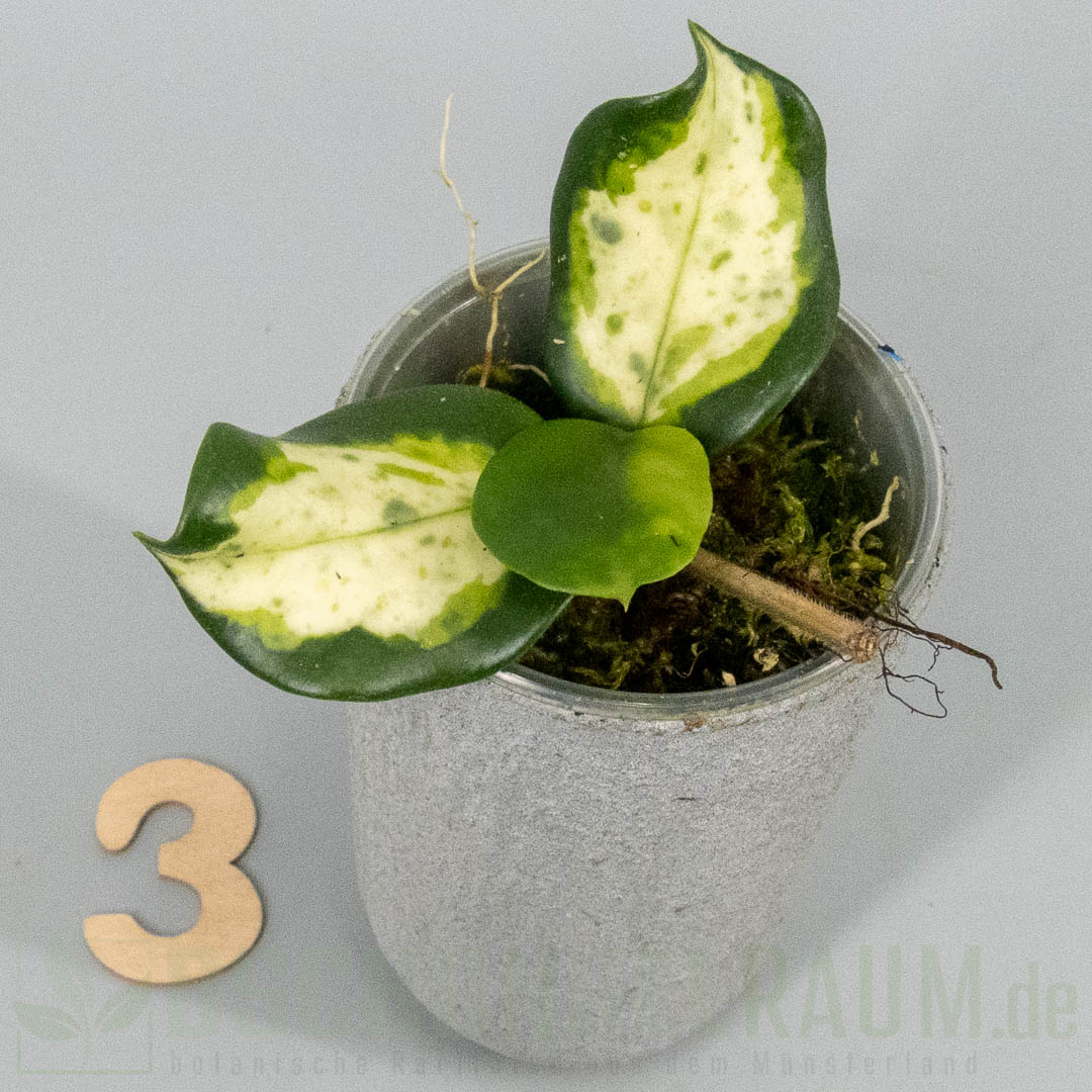 Hoya carnosa Madara Green Edge