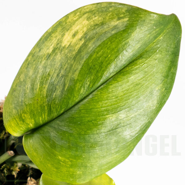 Scindapsus treubii moonlight yellow variegata, sehr selten