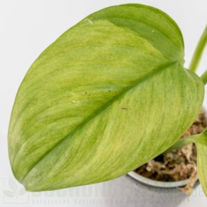 Scindapsus longistipitatus mint