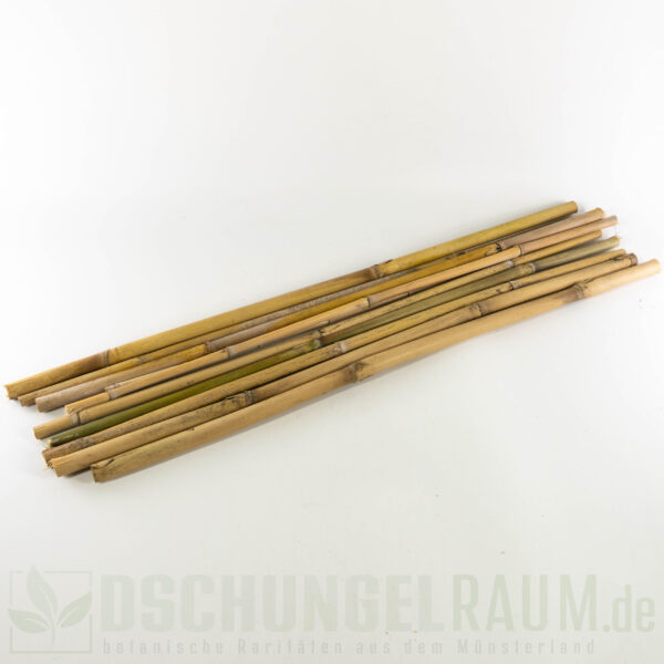 10 Stück Bambusstäbe