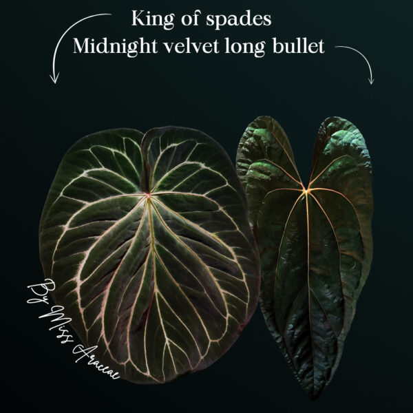 Anthurium King of Spades X Midnight velvet long bullet