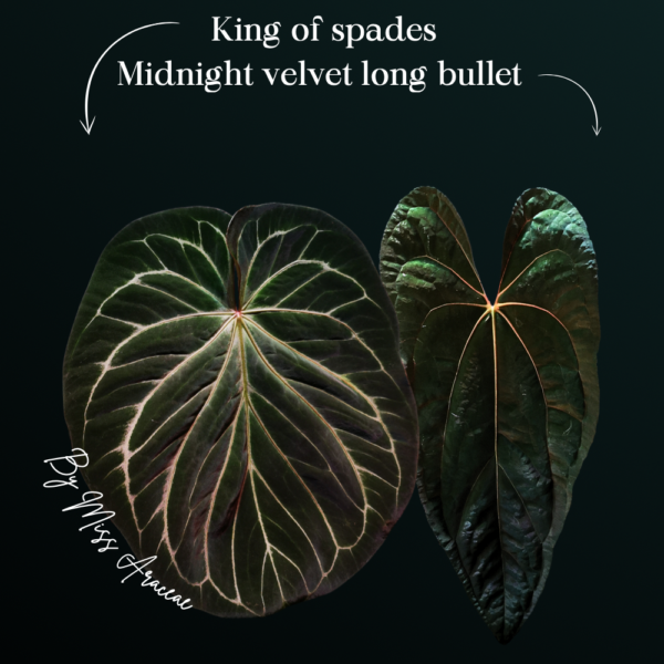 Anthurium King of Spades X Midnight velvet long bullet