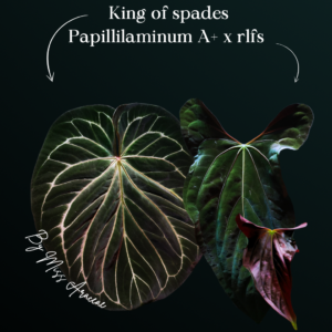 Anthurium King of Spades × Papillilaminum A+ × RLFS