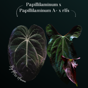 Anthurium Papillilaminum x X Papillilaminum A+ x RLFS