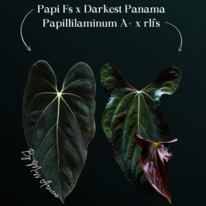 Anthurium papillilaminum FS × Darkest Panama × papillilaminum A × RLFS