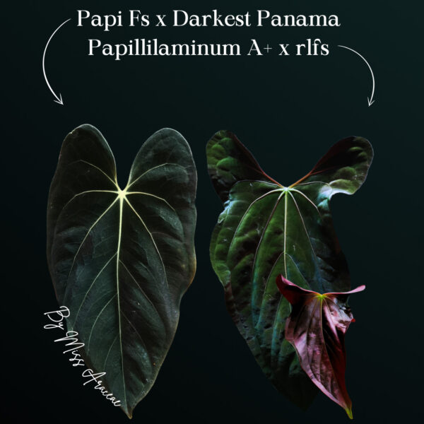 Anthurium papillilaminum FS × Darkest Panama × papillilaminum A × RLFS